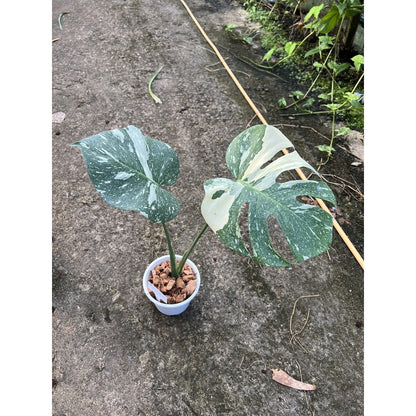 ต้นมอนสเตอร่า ไทยคอนด่าง Monstera Thai Constellation Variegated ใบสวย [เลือกต้นก่อนสั่ง] update 29/12/2564