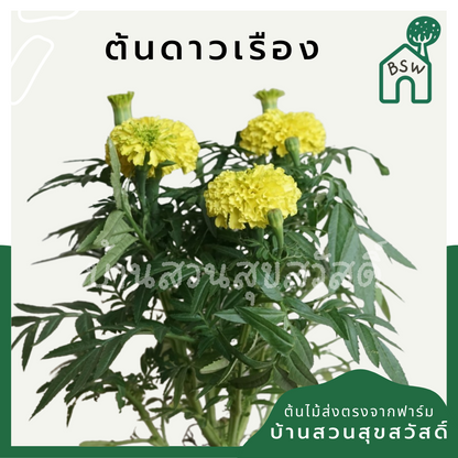 ดาวเรือง (Tagetes Erecta) ไม้ดอกมงคลในกระถาง 5 นิ้ว