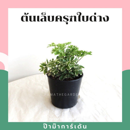 ต้นไม้มงคล ไม้ฟอกอากาศ ต้นใหญ่ รากแน่น ต้นไม้เสริมดวง
