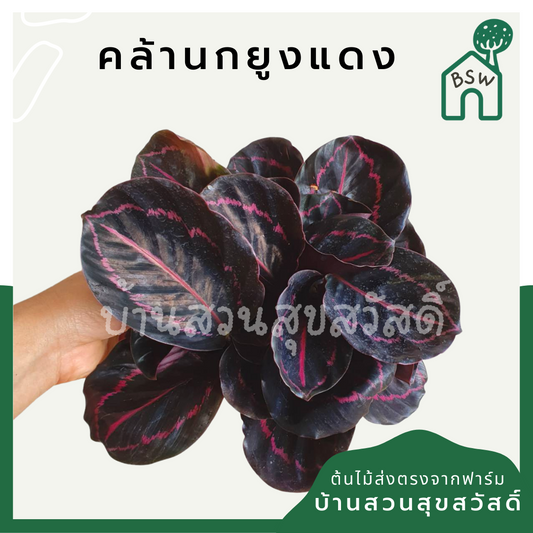 คล้านกยูงแดง (Calathea Roseopicta) ไม้ใบสวยในกระถางพร้อมตั้ง