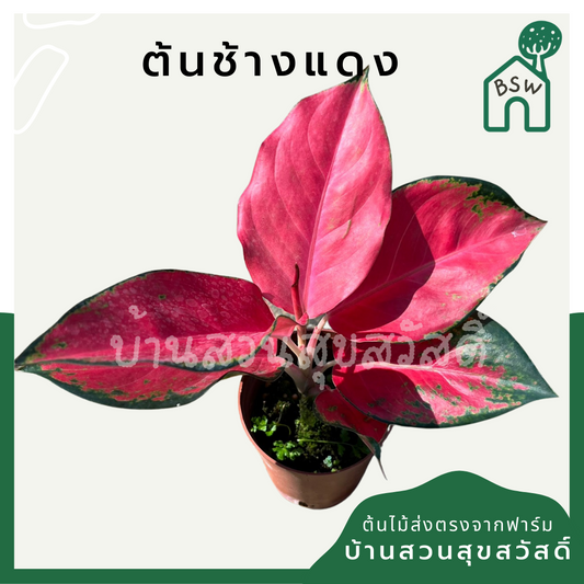อโกลนีมาช้างแดง (Aglaonema 'Chang Daeng') ไม้มงคลในกระถางพร้อมตั้ง