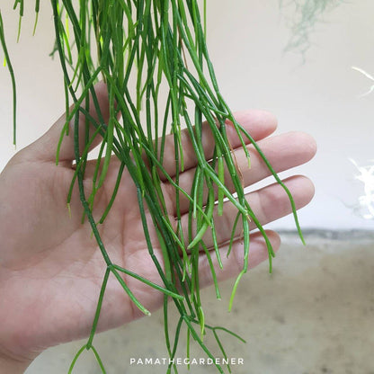 ริพซาลิส สายฝน ในกระถาง 4 นิ้ว Rhipsalis Burchellii