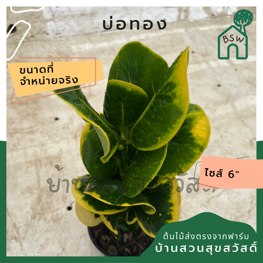 ต้นโกสน บ่อทอง พร้อมกระถาง 6 นิ้ว