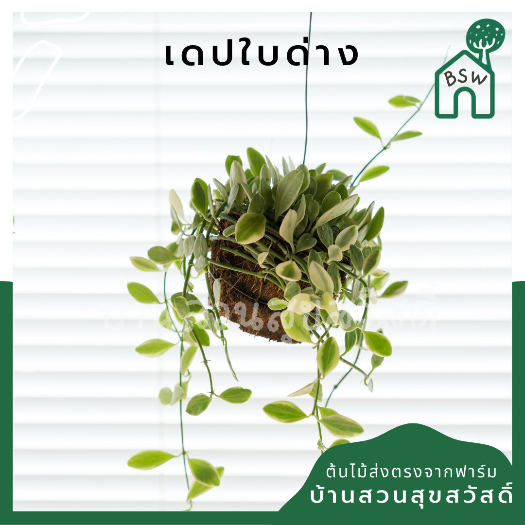 ต้นเดปใบด่างพันกาบมะพร้าวพร้อมลวดแขวน