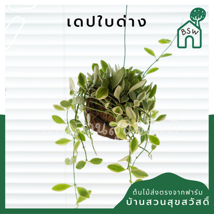 ต้นเดปใบด่างพันกาบมะพร้าวพร้อมลวดแขวน