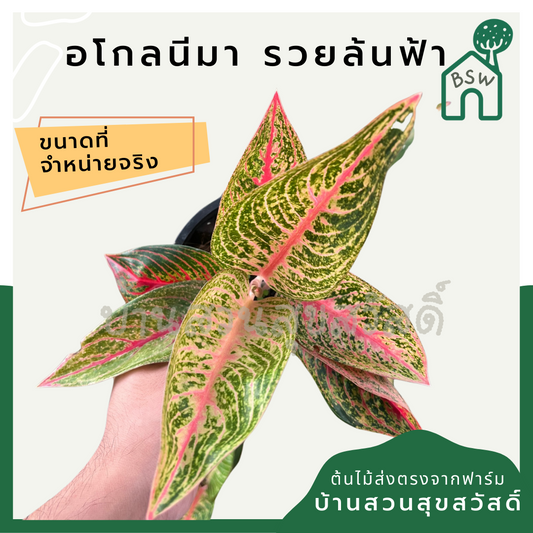 ต้นรวยล้นฟ้า หรือ เลกาซี่แดง