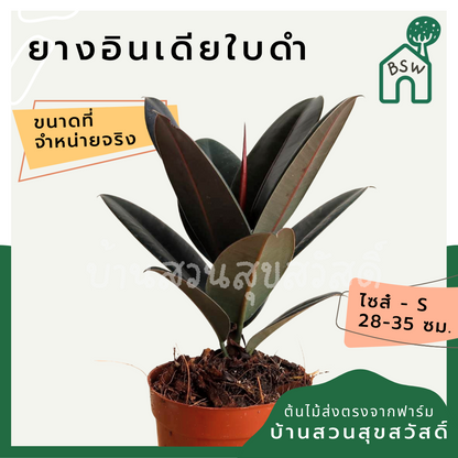 ต้นยางอินเดีย ในกระถาง 5-6 นิ้ว