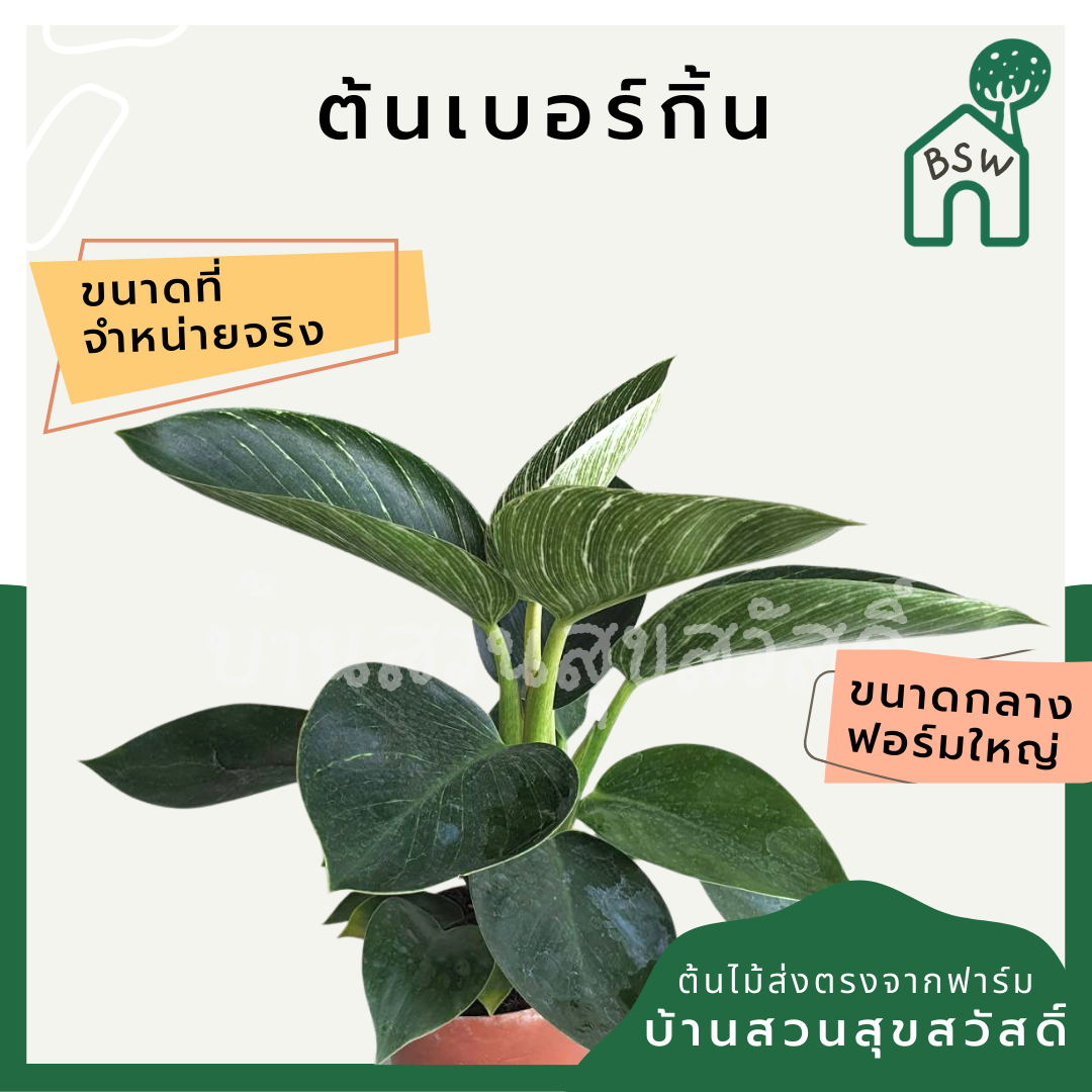 เบอร์กิ้น ฟิโลเดนดรอน เบอร์กิ้น มาในกระถางพร้อมตั้ง philodendron birkin