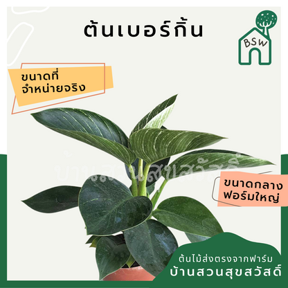 เบอร์กิ้น ฟิโลเดนดรอน เบอร์กิ้น มาในกระถางพร้อมตั้ง philodendron birkin