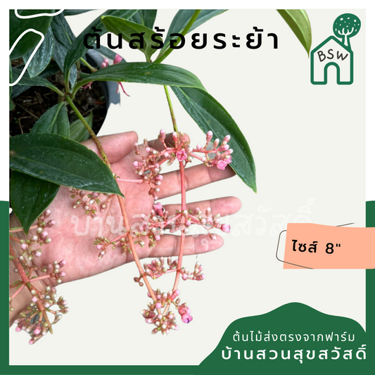 สร้อยระย้า (Russelia Equisetiformis) ไม้ดอกในกระถาง 11 นิ้ว