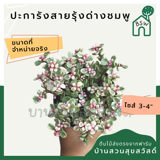 ต้นปะการังสายรุ้งด่างชมพู พร้อมกระถาง