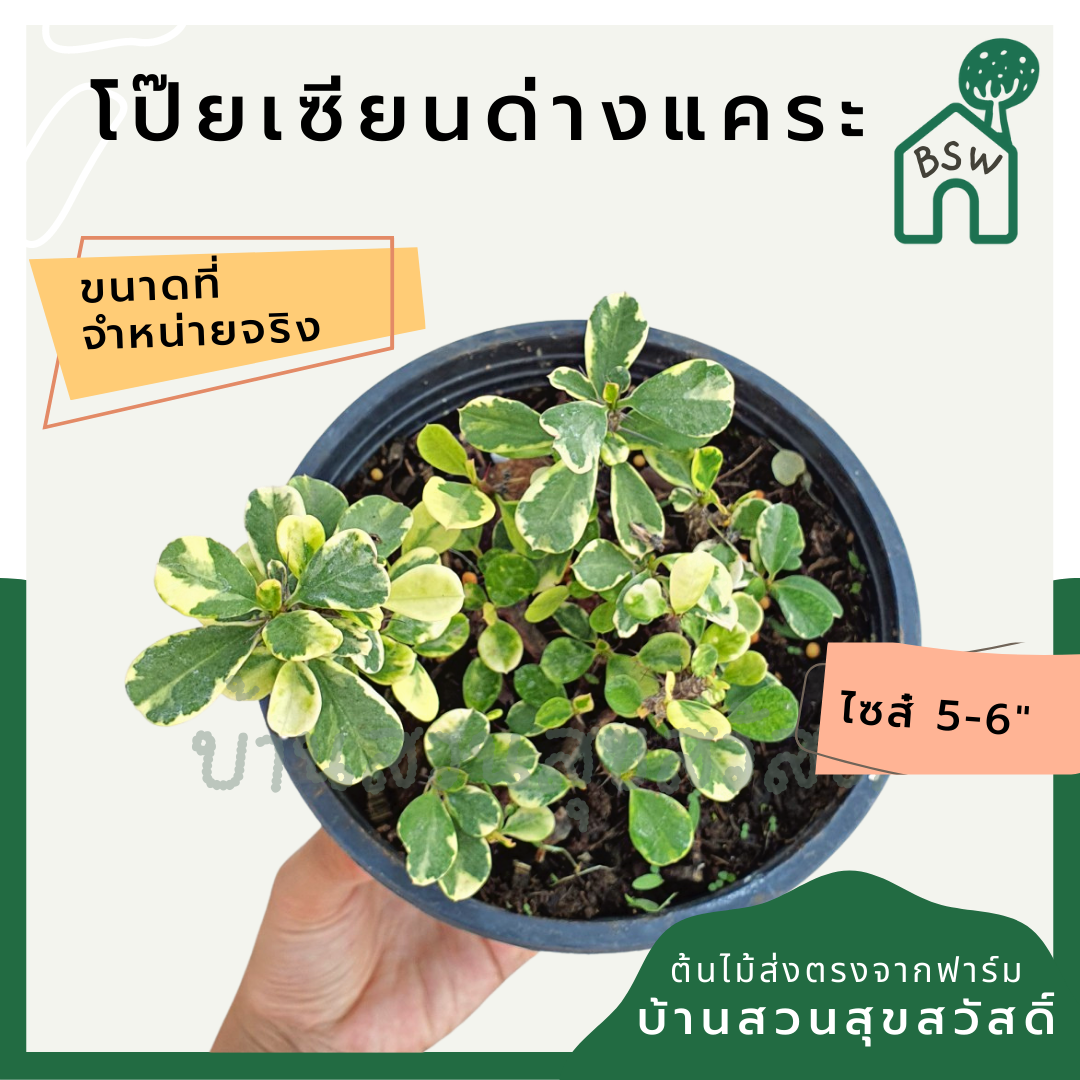 โป๊ยเซียนด่างแคระ (Euphorbia Milii) ไม้ดอกมงคลในกระถางพร้อมตั้ง