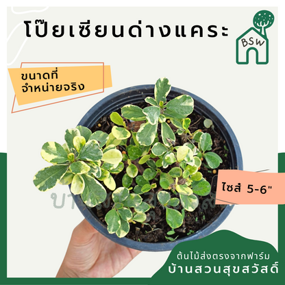 โป๊ยเซียนด่างแคระ (Euphorbia Milii) ไม้ดอกมงคลในกระถางพร้อมตั้ง