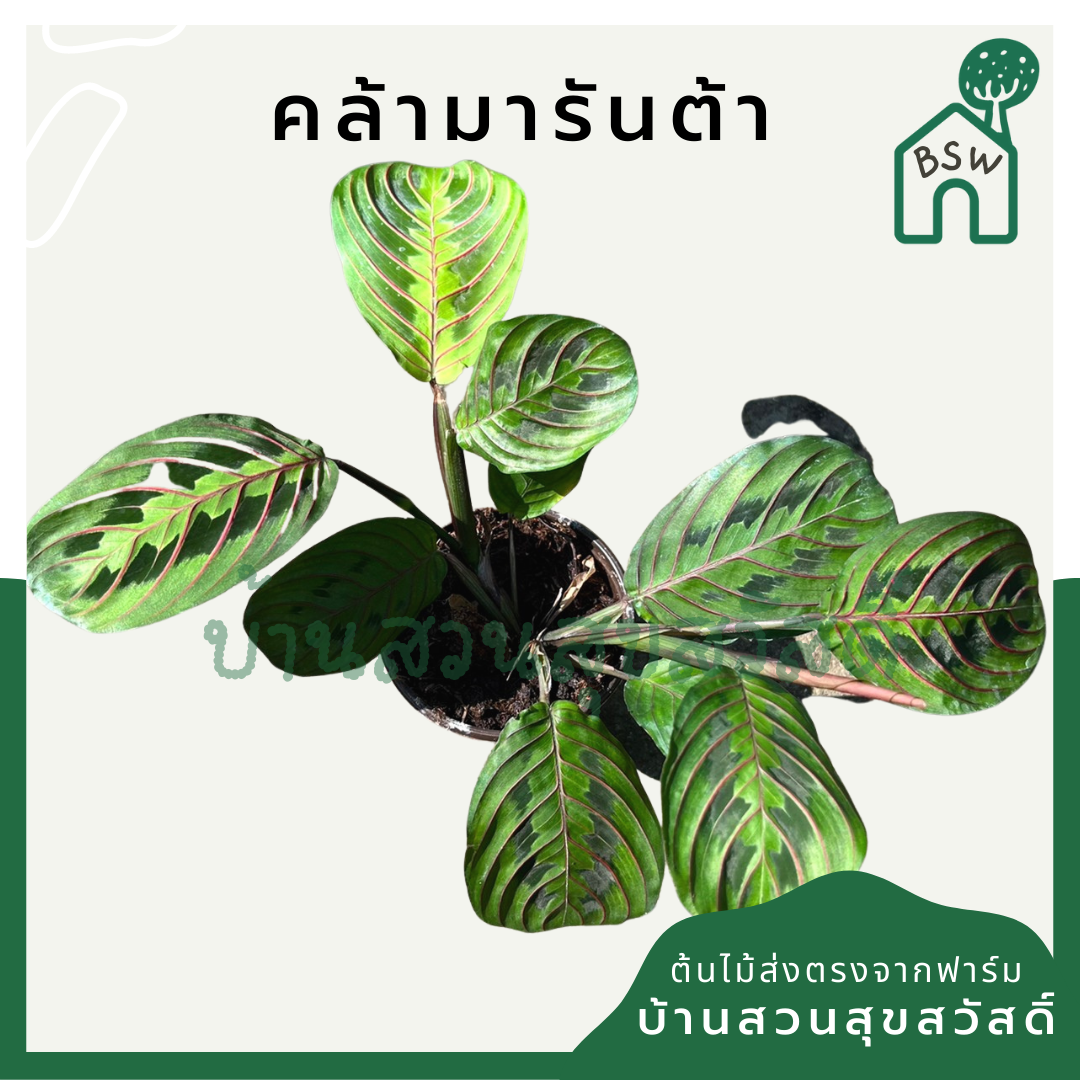 คล้ามารันต้า (Maranta Leuconeura) ไม้ใบสวยในกระถางพร้อมตั้ง