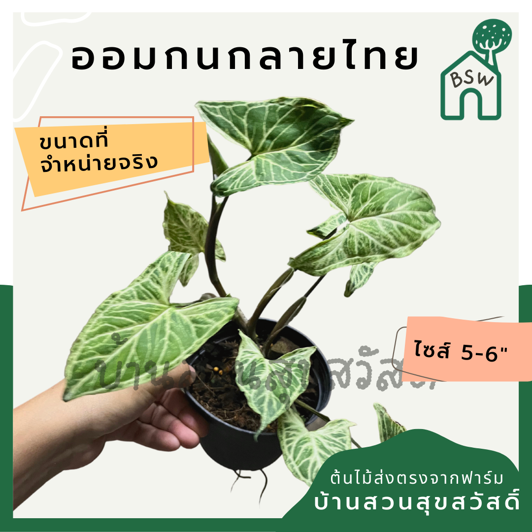ออมกนกลายไทย (Syngonium Podophyllum 'Gok Thai') ไม้มงคลในกระถาง 4 นิ้ว
