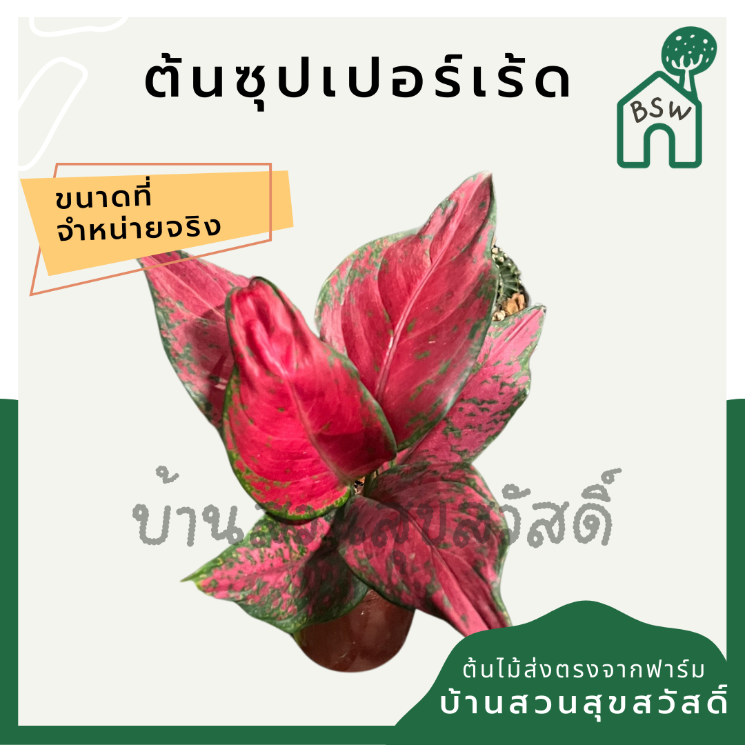 กระถางต้นไม้ - ซุปเปอร์เร้ด