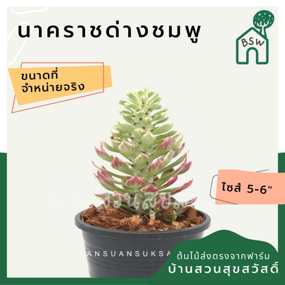 ต้นนาคราชด่างชมพู ในกระถางพร้อมตั้ง เป็นไม้แดด ชอบแล้งๆ