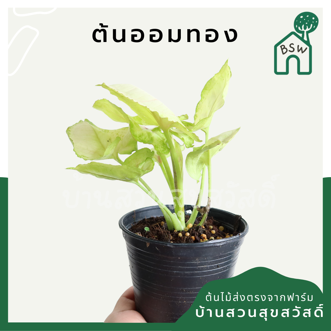 ออมทอง (Syngonium 'Aom Thong') ไม้ใบสวยในกระถางพร้อมตั้ง