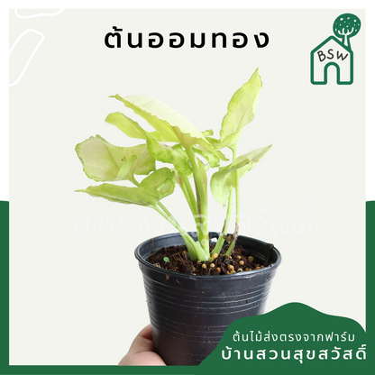 ออมทอง (Syngonium 'Aom Thong') ไม้ใบสวยในกระถางพร้อมตั้ง