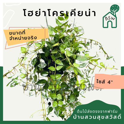 โฮย่าโครเนียน่า ใบด่างสวย มาในกระถางพร้อมตั้ง ไม้รำไรออกดอกสวย ออกดอกเก่ง krohniana
