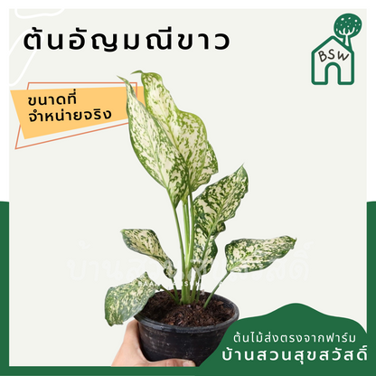 อัญมณีขาว (White Aglaonema) ไม้มงคลเรียกทรัพย์ในกระถาง 5-6 นิ้ว