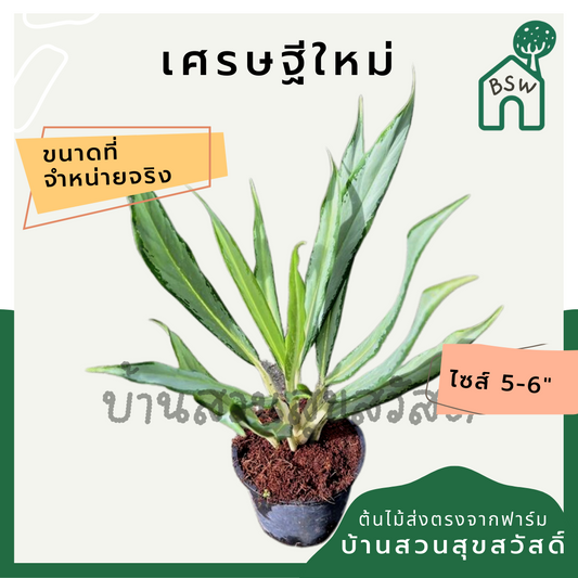 อโกลนีมา เศรษฐีใหม่ (Aglaonema Setthirmai) ไม้มงคลฟอกอากาศในกระถางพร้อมตั้ง