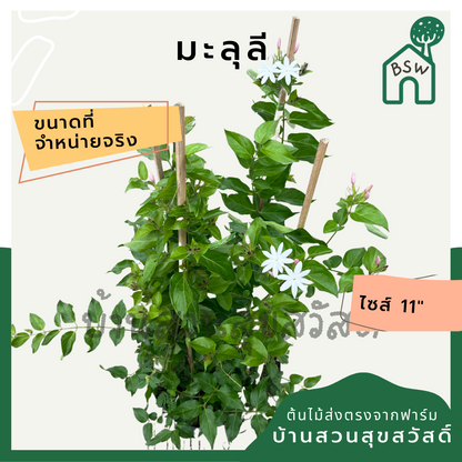 มะลุลี (Jasminum Sambac 'Mali Lii') ไม้ดอกหอมในกระถาง 11 นิ้ว