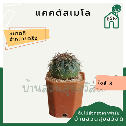 แคคตัสเมโล (Melocactus) กระบองเพชรในกระถางพร้อมตั้ง