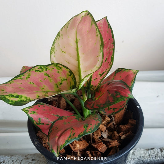 อัญมณีชมพู (Pink Aglaonema) ไม้มงคลเรียกทรัพย์ในกระถาง 5-6 นิ้ว