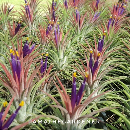 ทิลแลนเซีย (Tillandsia) ไม้ประดับในกระถางพร้อมตั้ง