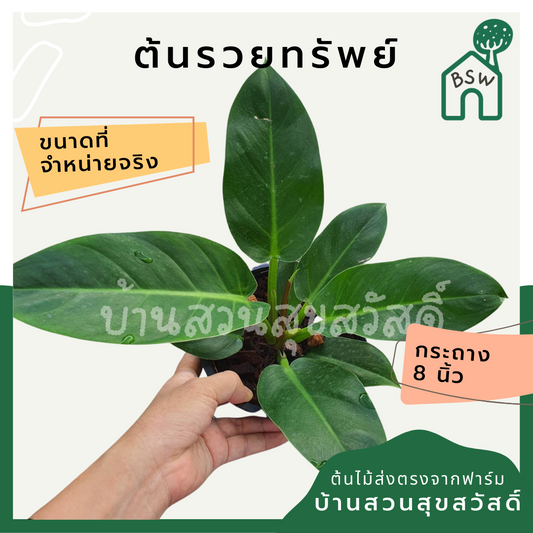 รวยทรัพย์ (Philodendron 'Ruay Sap') ไม้มงคลในกระถางพร้อมตั้ง