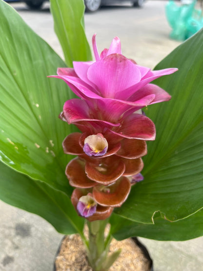 ลัดดาวัลย์ ทับทิมสยาม ส่งพร้อมถุงดำ ดอกสีชมพู สวยงาม
