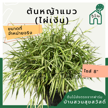 ไผ่เงินหญ้าแมว (Pennisetum) อาหารสำหรับสัตว์เลี้ยงในกระถาง 11 นิ้ว