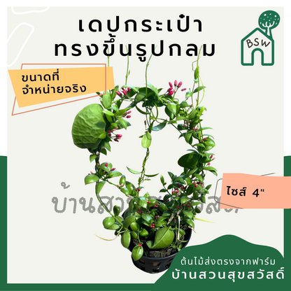 เดปกระเป๋า เลื้อยวงกลม กระถาง 4 นิ้ว