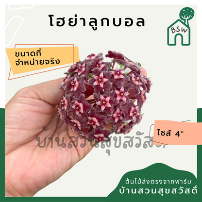 โฮย่าลูกบอล ฟอร์มเลื้อย เป็นต้นสมบูรณ์ พร้อมออกดอก Hoya