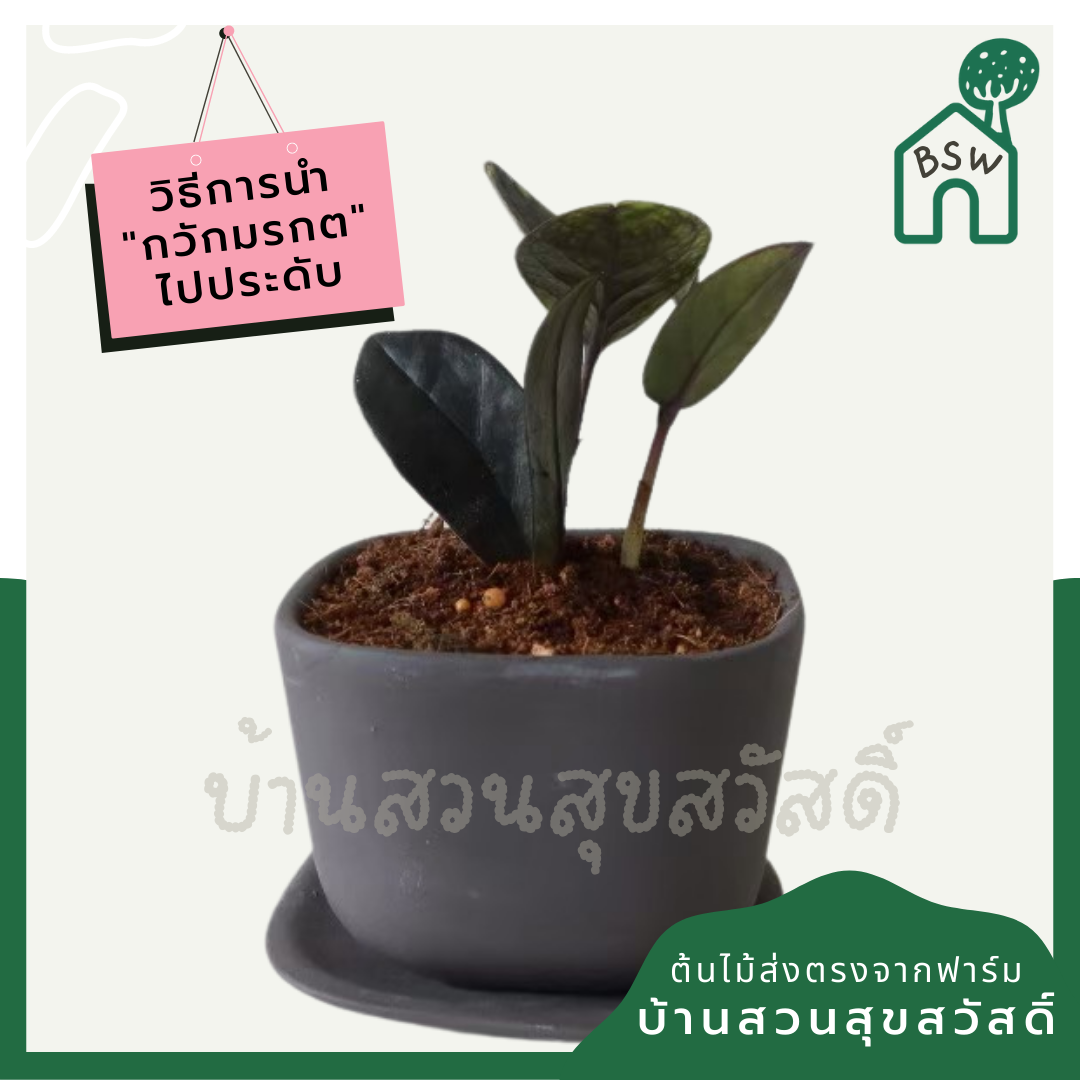 กวักมรกตดำ (Zamioculcas Zamiifolia 'Raven') ไม้มงคลในกระถางพร้อมตั้ง