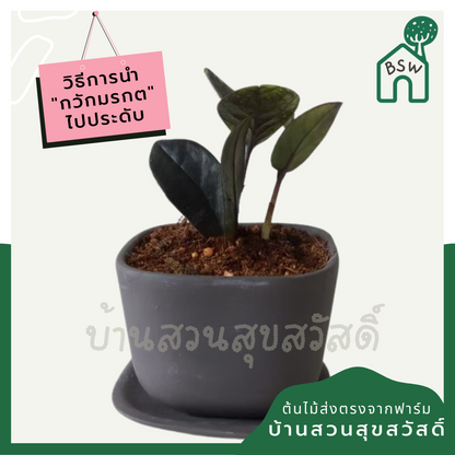 กวักมรกตดำ (Zamioculcas Zamiifolia 'Raven') ไม้มงคลในกระถางพร้อมตั้ง