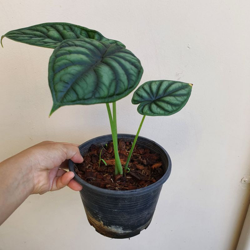 อโลคาเซีย ดราก้อนเสกล Alocasia Dragon Scale
