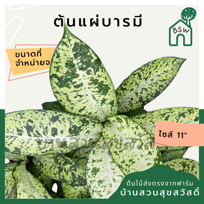 แผ่บารมี (Polyscias Fruticosa) ไม้มงคลในกระถาง 11 นิ้ว