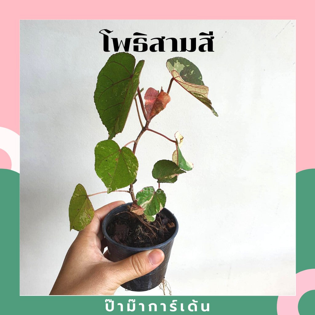 บอนไซ พร้อมกระถาง 3นิ้ว มีหลายสายพันธุ์