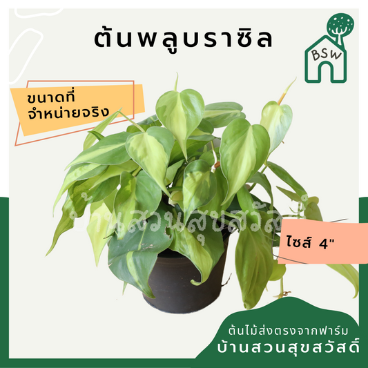 พลูด่างบราซิล ในกระถาง 4 นิ้ว