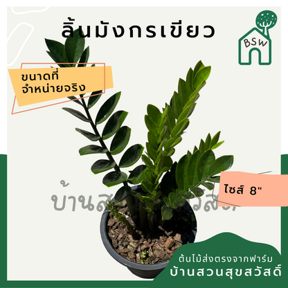 กวักมรกตเขียว กระถาง 8 นิ้ว ไม้ฟอกอากาศ เหมาะสำหรับมือใหม่ เลี้ยงในบ้านได้ดี ทนที่สุด