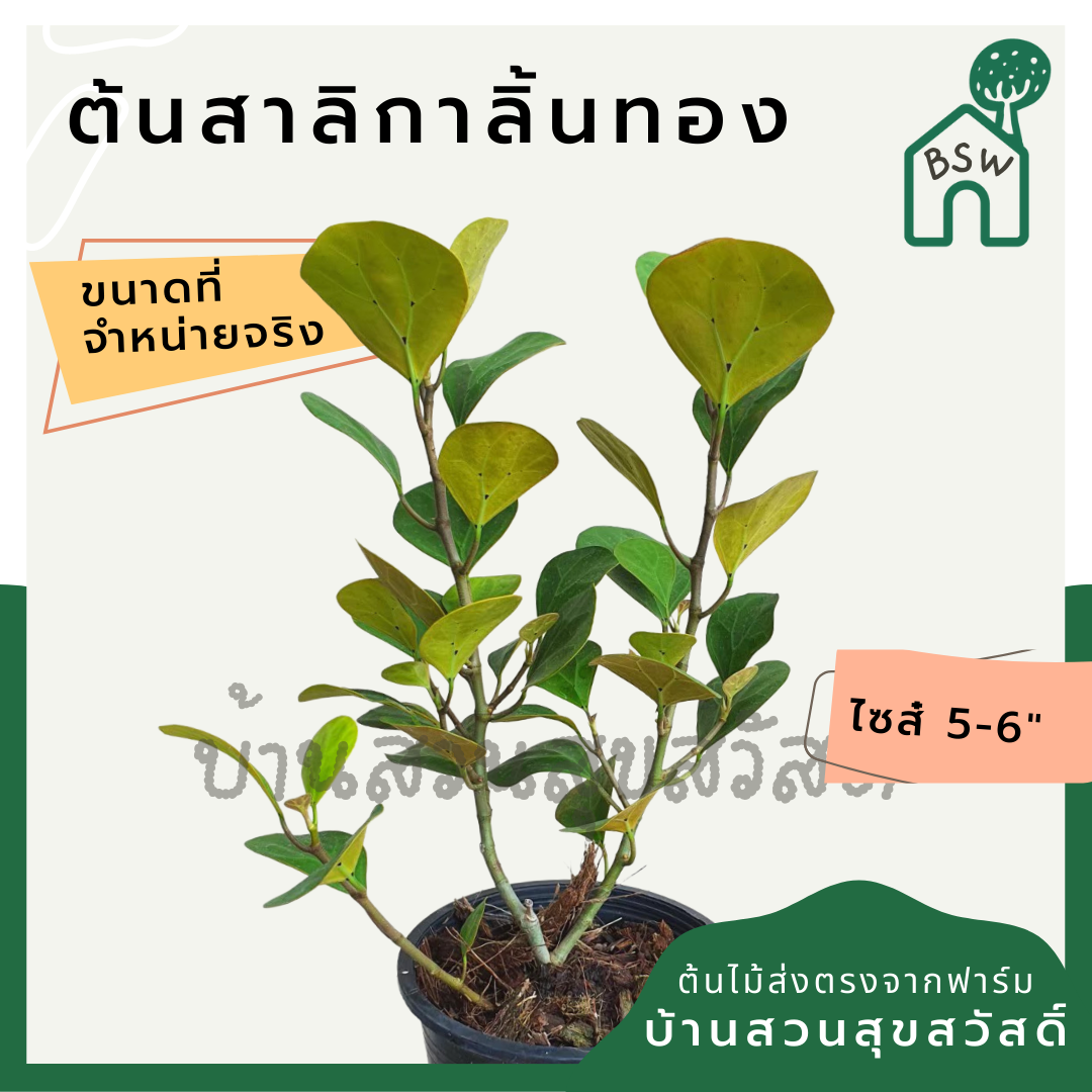 สาลิกาลิ้นทอง (Ficus Annulata 'Variegata') ไม้มงคลในกระถาง 5-6 นิ้ว