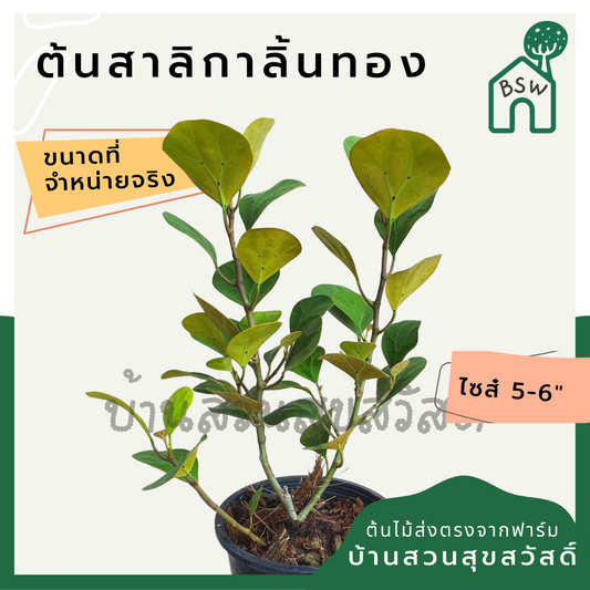 สาลิกาลิ้นทอง (Ficus Annulata 'Variegata') ไม้มงคลในกระถาง 5-6 นิ้ว