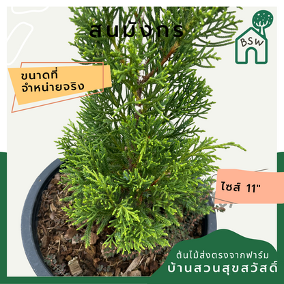 สนมังกร กระถาง 11 นิ้ว ต้นสวย สำหรับแต่งสวนสไตล์อังกฤษ ทนแดดมาก