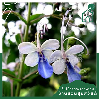 ต้นผีเสื้อ กระถาง 11 นิ้ว ไม้แดด ต้นใหญ่สวยมาก ออกดอกตลอดปี