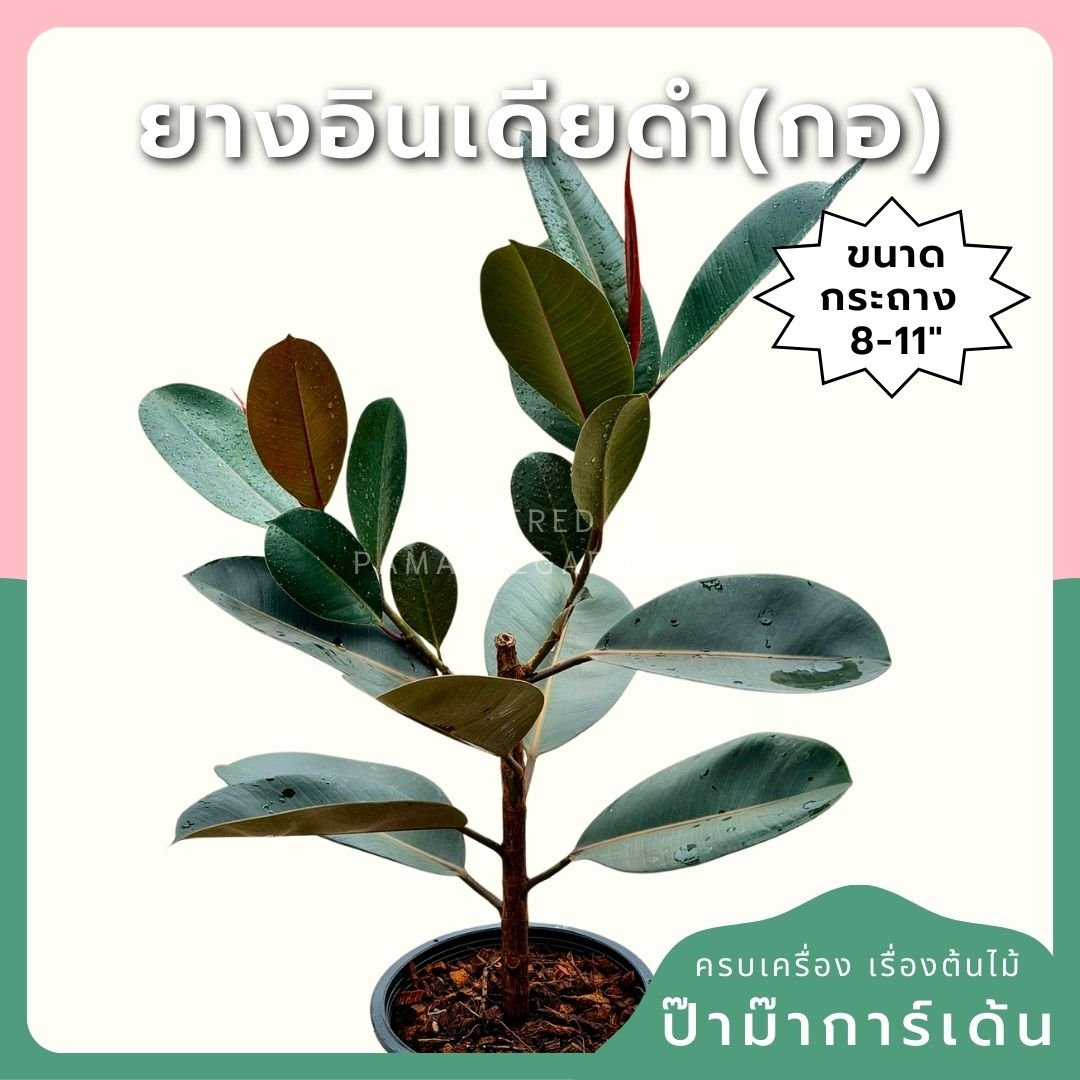 ต้นยางอินเดียดำ 8 - 11 นิ้ว ฟอร์มกอ - Pamathegardener