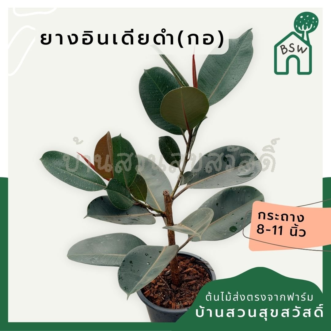 ต้นยางอินเดียดำ 8 - 11 นิ้ว ฟอร์มกอ - Pamathegardener