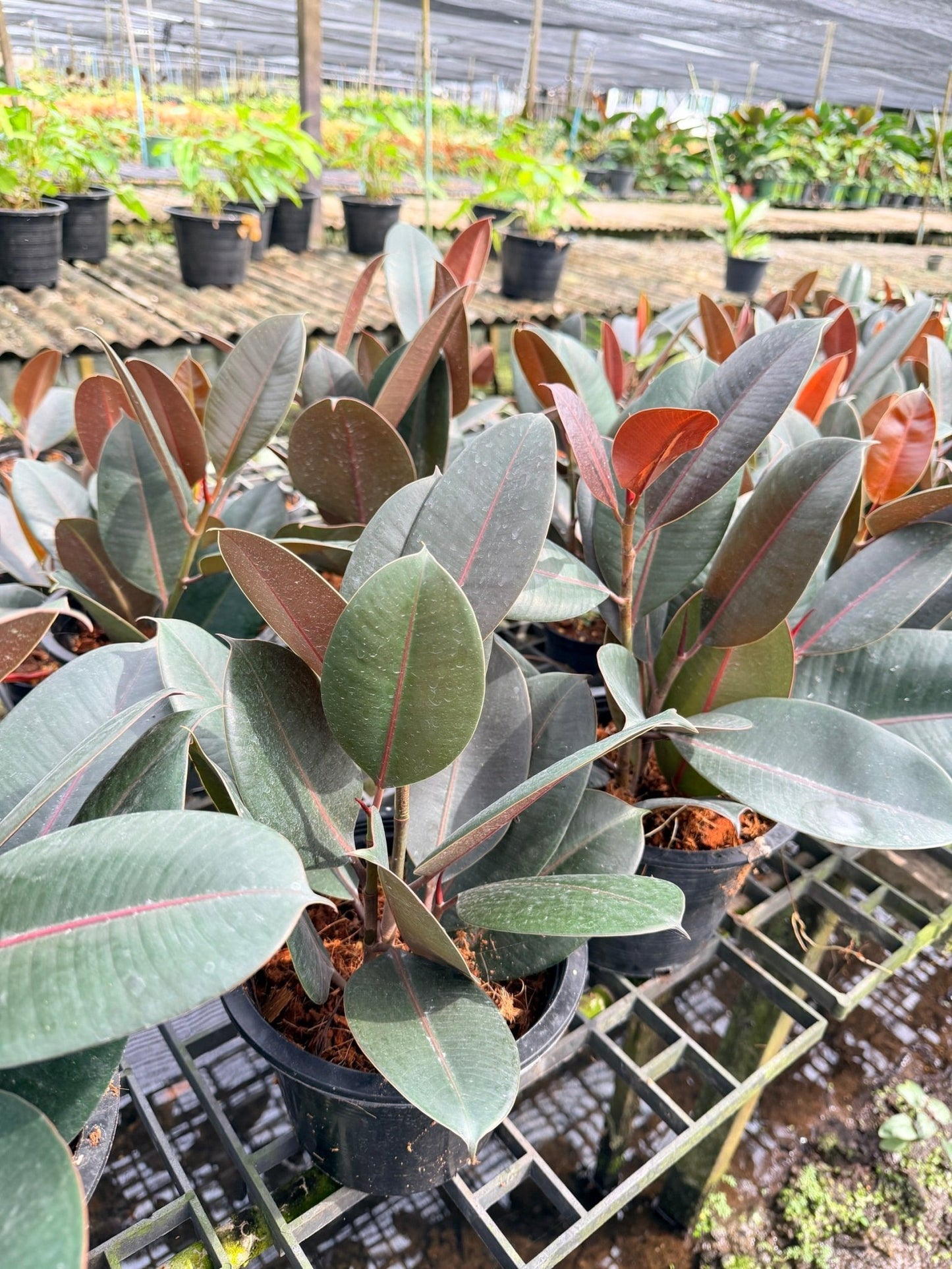 ต้นยางอินเดียดำ ขนาด 8 นิ้ว ฟอร์มกอ 3 ต้น - Indian Rubber Tree (Black Form) - Pamathegardener