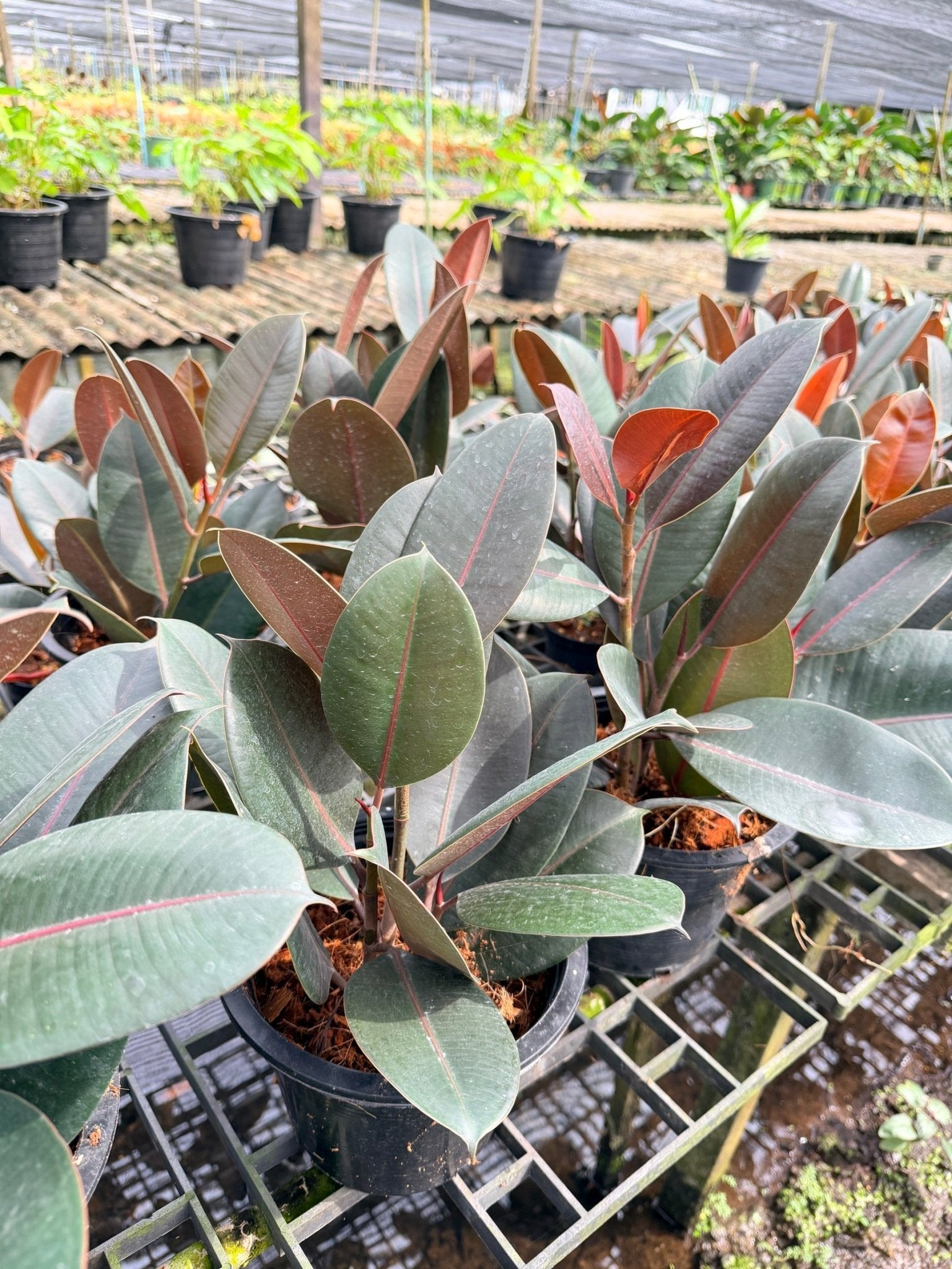 ต้นยางอินเดียดำ ขนาด 8 นิ้ว ฟอร์มกอ 3 ต้น - Indian Rubber Tree (Black Form) - Pamathegardener